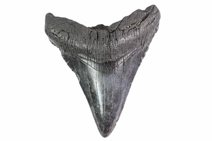 Fossil Megalodon Tooth - Georgia #151545